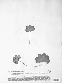 Trachyspora alchemillae image